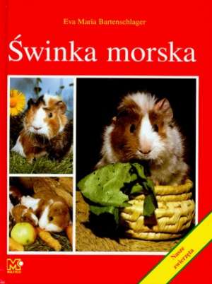 Świnka morska